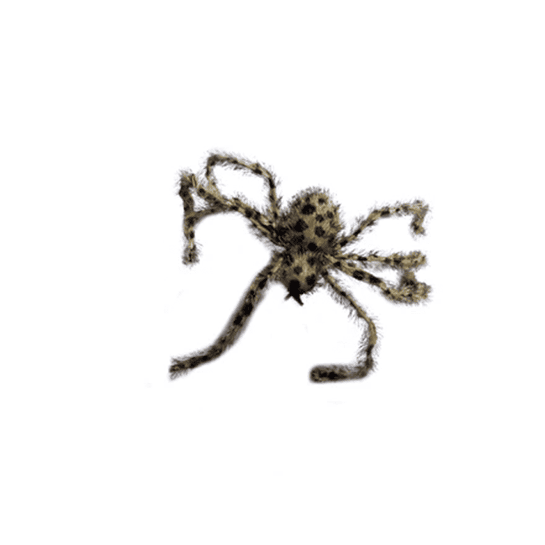 Araña leopardo mediana