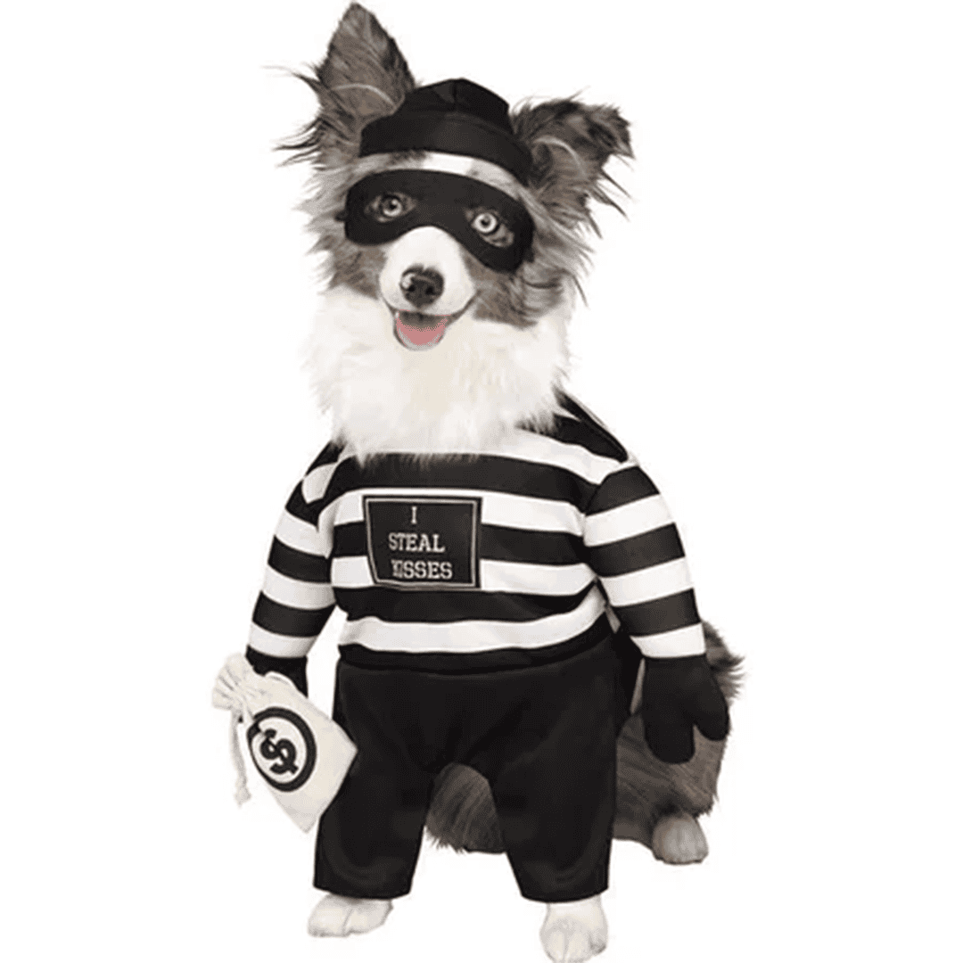 Disfraz para perro de ladrón