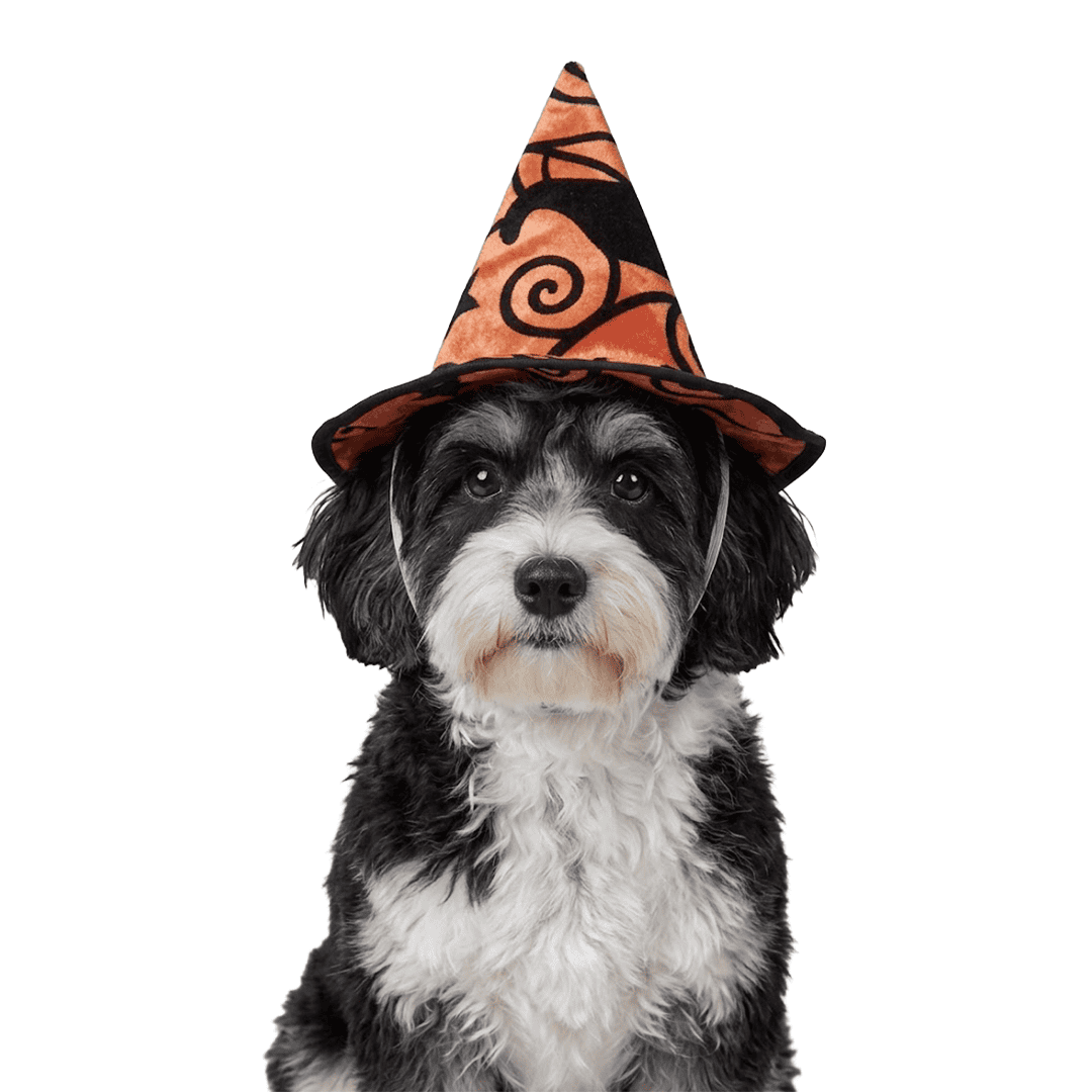 Sombreros de disfraz de Halloween para mascotas