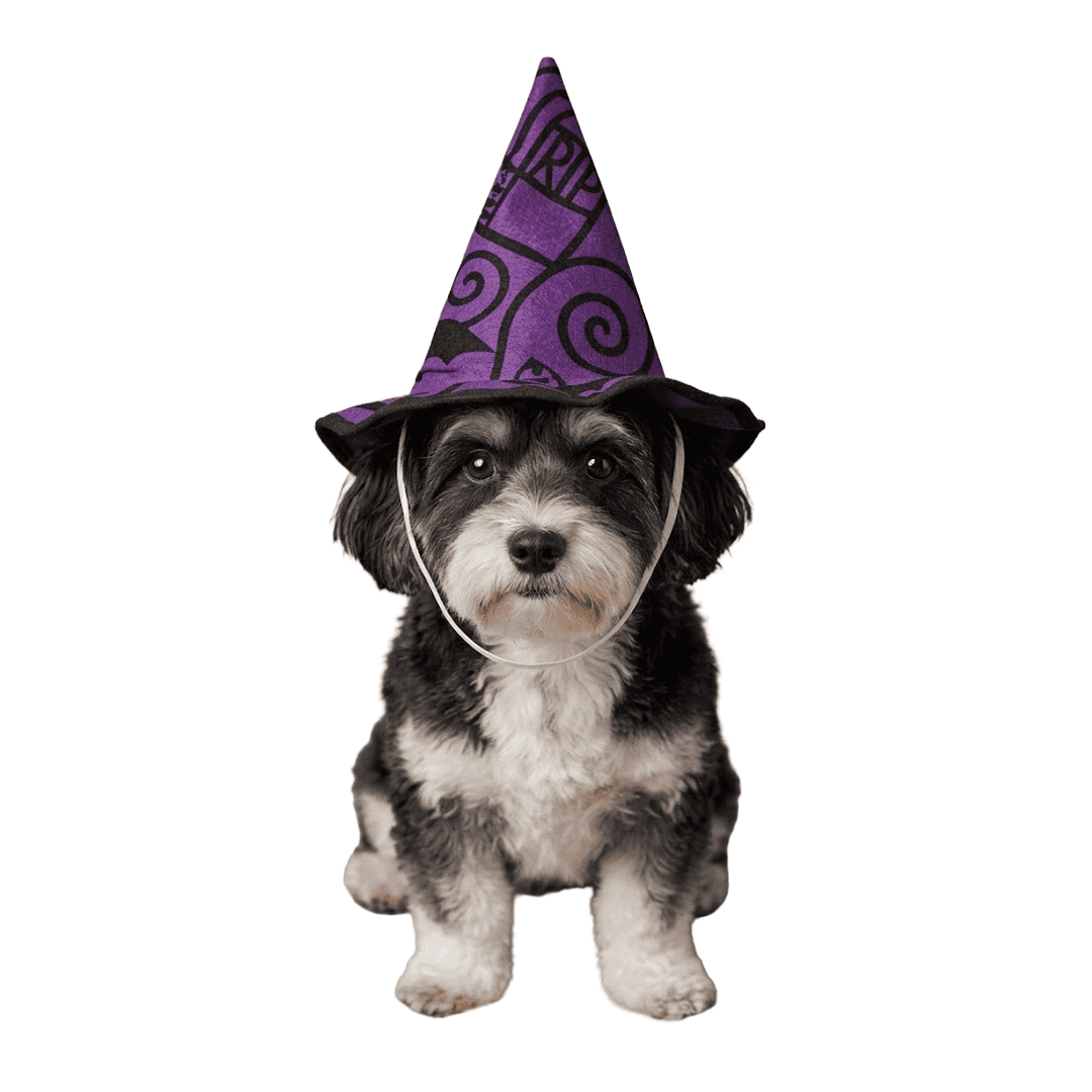 Sombreros de disfraz de Halloween para mascotas - Imagen 2